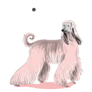 Afghan Hound colorful drawing