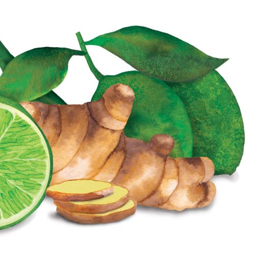 Waitrose Duchy Organic - Lime and ginger soda label illustration