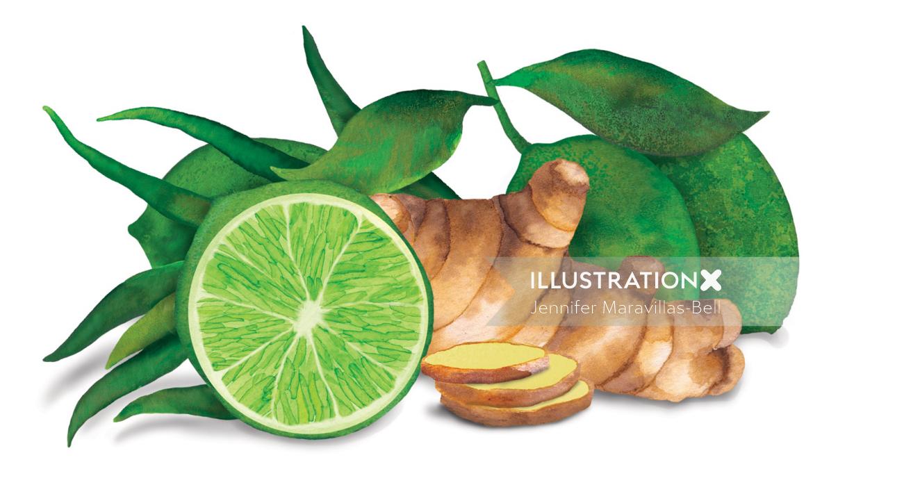 Waitrose Duchy Organic - ilustração de rótulo de refrigerante de limão e gengibre