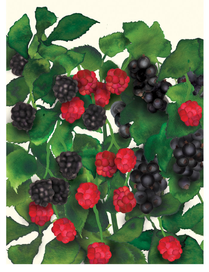 Grapes and strawberry tree illustration by Jennifer Maravillas