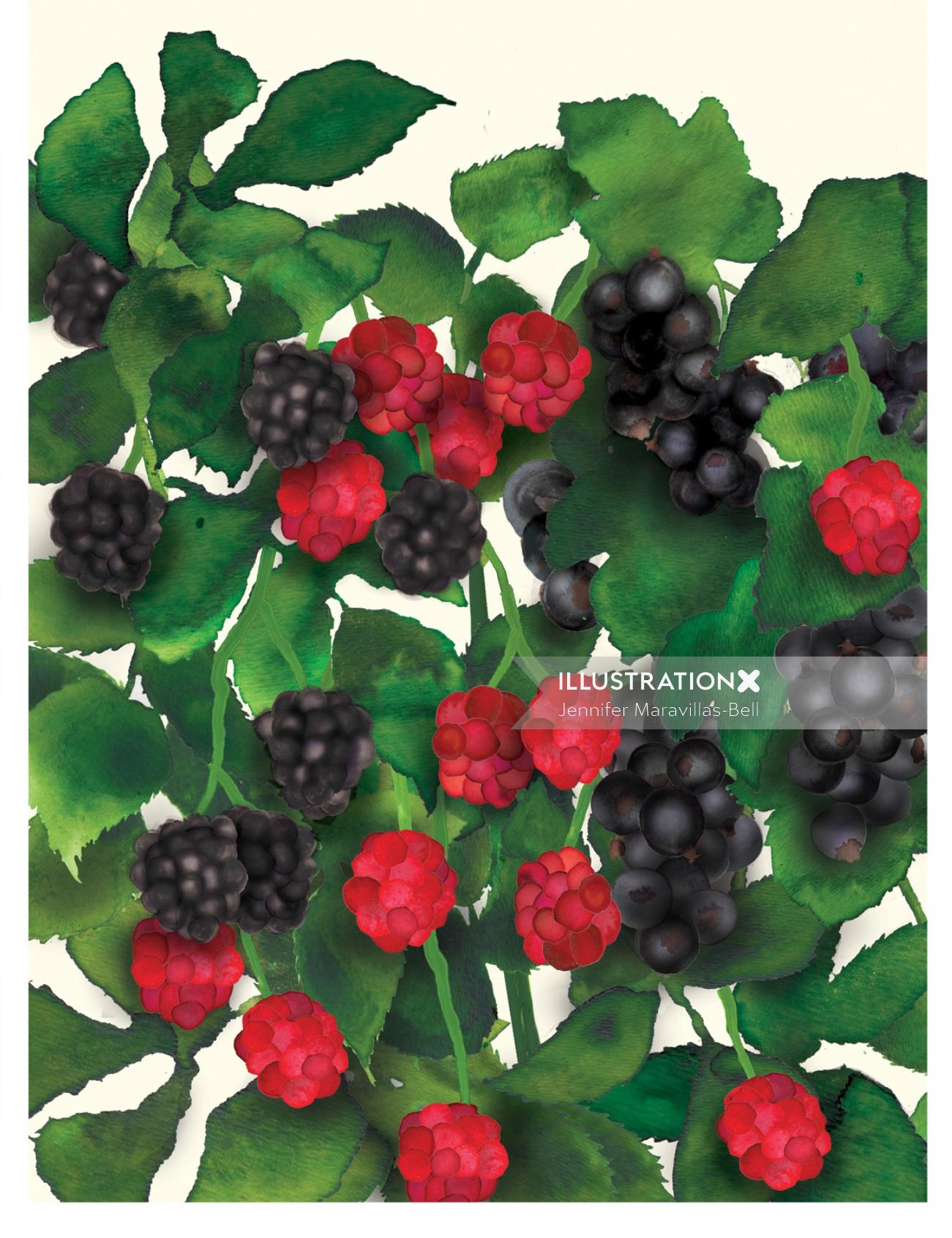 Ilustración de uvas y madroños por Jennifer Maravillas