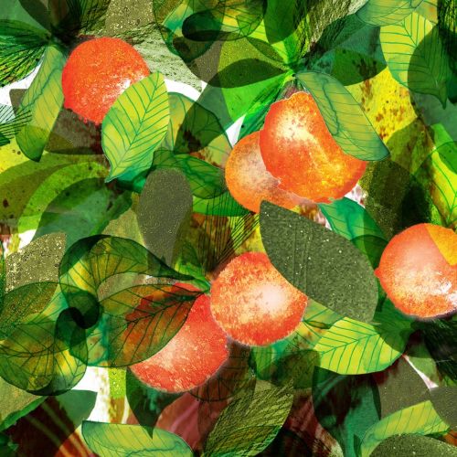 Pomegranate tree illustration by Jennifer Maravillas