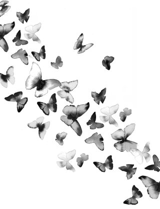 複数の蝶の水彩画