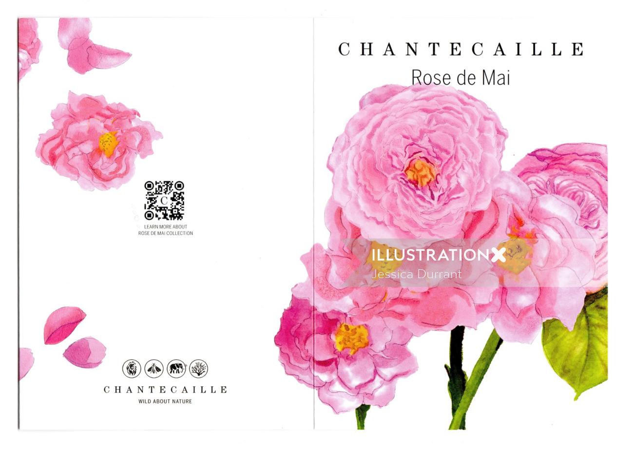 Rose de Mai Brochure