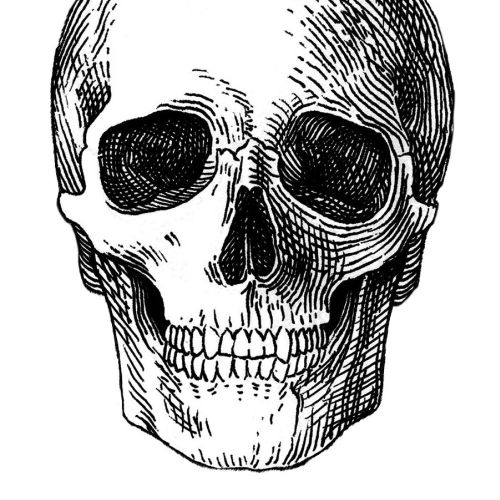 Sketch art of skull