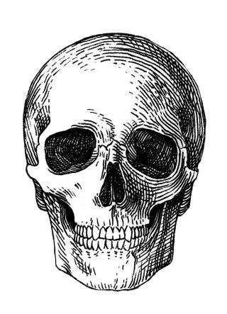 頭蓋骨のスケッチアート