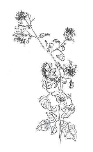 鉛筆で描いたベニバナの植物のアート