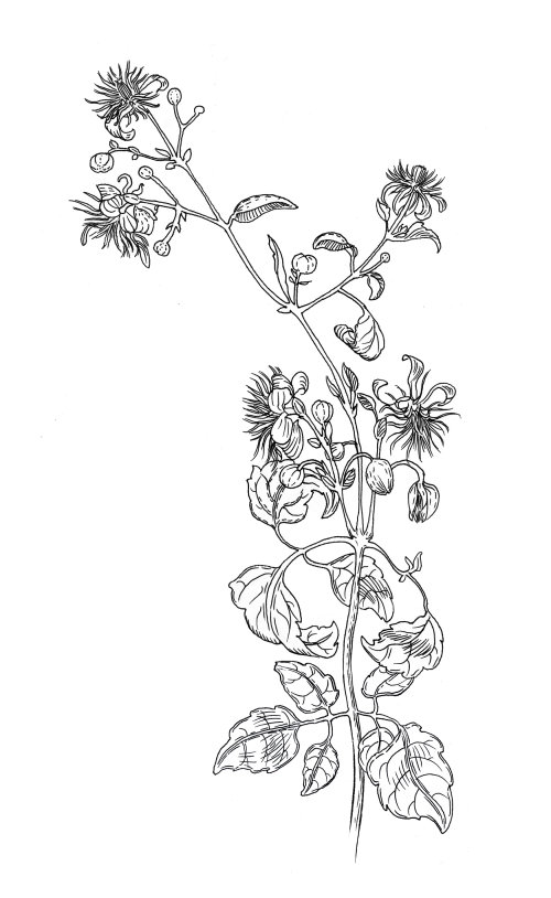 Pencil made an art of Safflower plant