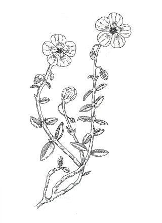 Ilustração limpa e clara da planta de linho