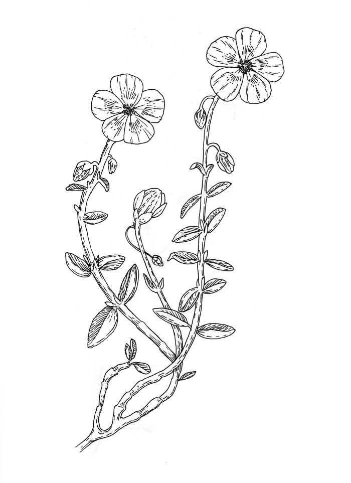 Clean and clear illustration of Flax plant