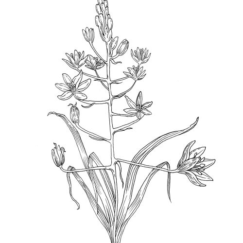 Line drawing of wild hyacinth pant