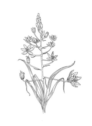 Line drawing of wild hyacinth pant