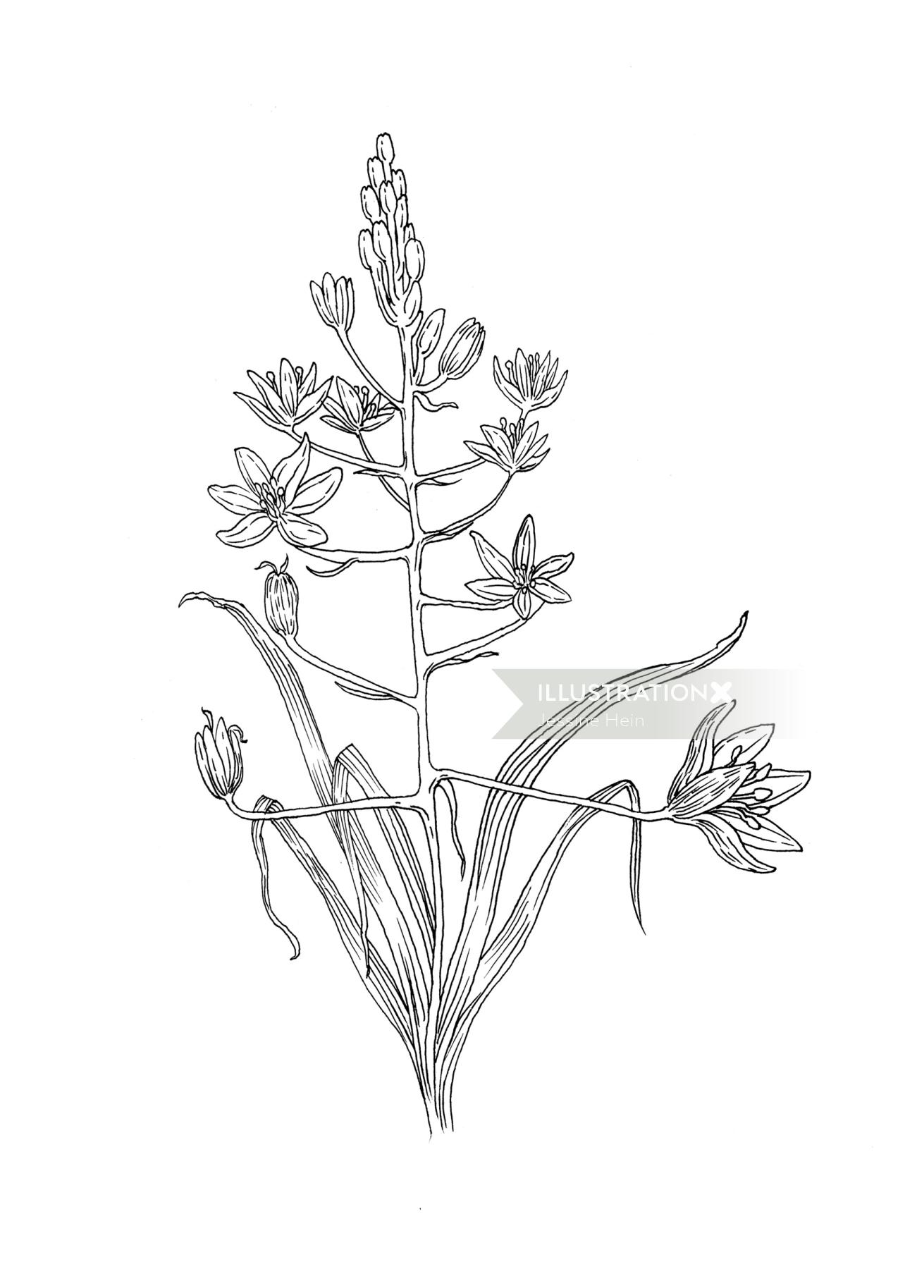 Desenho de linha de calça de jacinto selvagem
