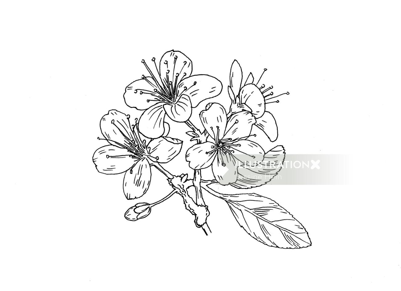 Ilustração de flores de madressilva