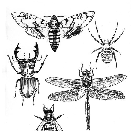 Insects black and white illustration by Jessine Hein