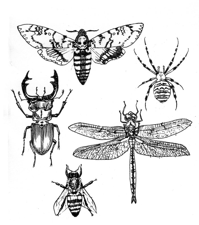 Insects black and white illustration by Jessine Hein