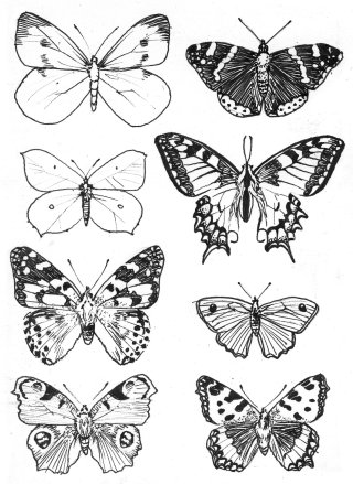 Desenho a lápis de borboletas