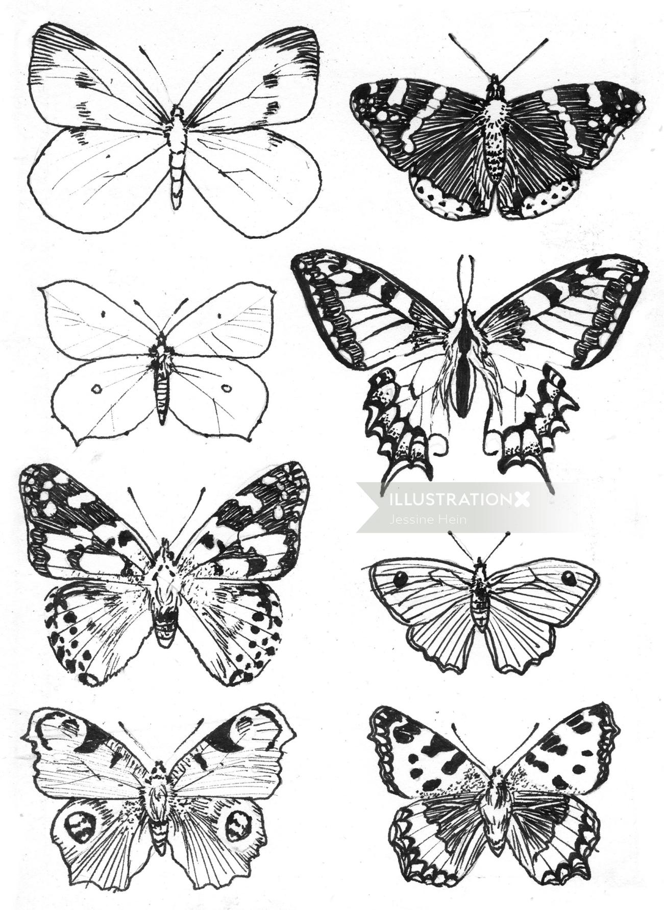 desenho a lápis de borboletas