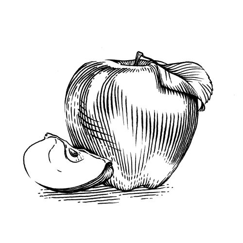 Black and white apple sketch with slice and leaf by Jessine Hein