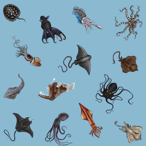 Illustration of various deep sea creatures by Jessine Hein