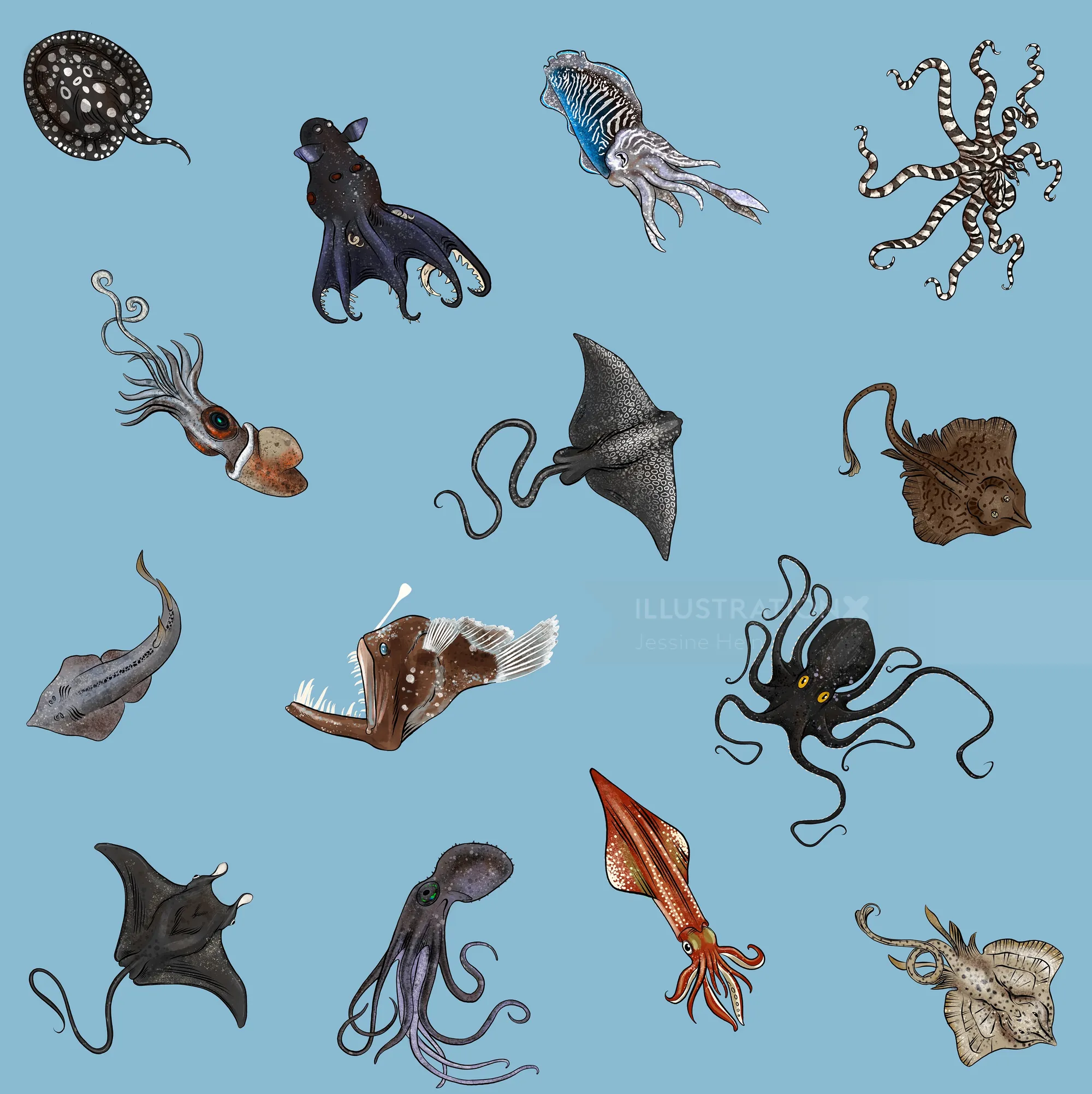 Illustration of various deep sea creatures by Jessine Hein