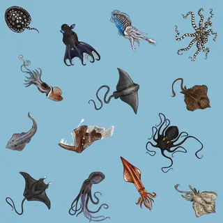 Illustration of various deep sea creatures by Jessine Hein