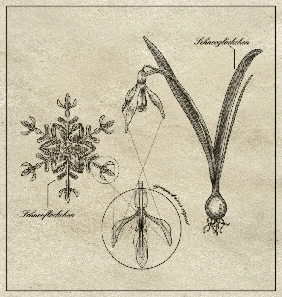 Vintage snowdrop flower and snowflake botanical illustration by Jessine Hein