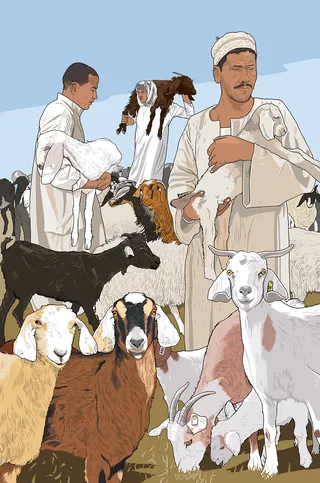 Lamb, Sheep market illustration