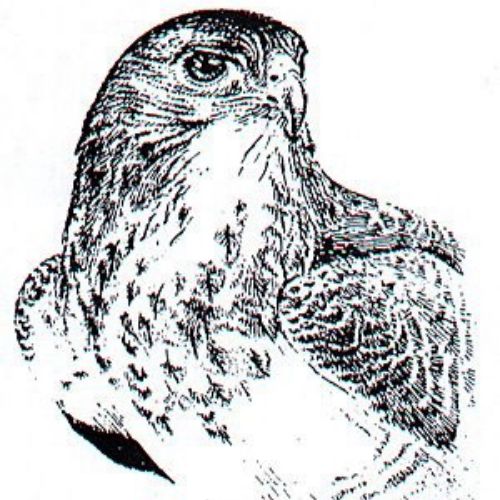 Black and white drawing of Eagle 