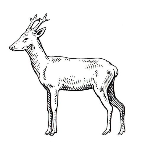 Deer Animal illustration