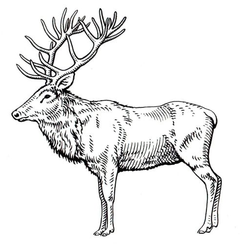 Elk animal black and white illustration 
