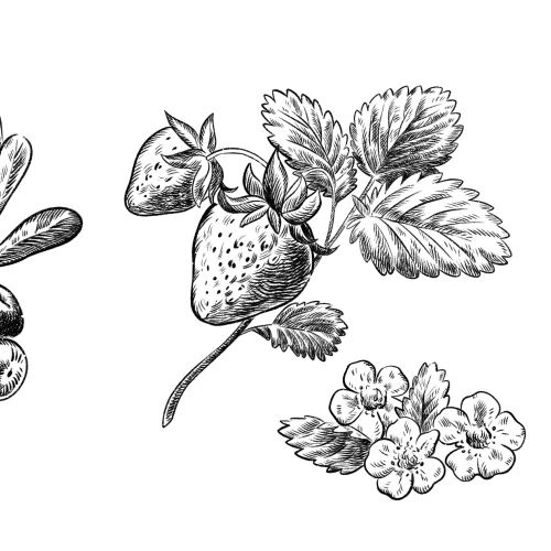 Detailed black and white sketches of berries with leaves and flowers
