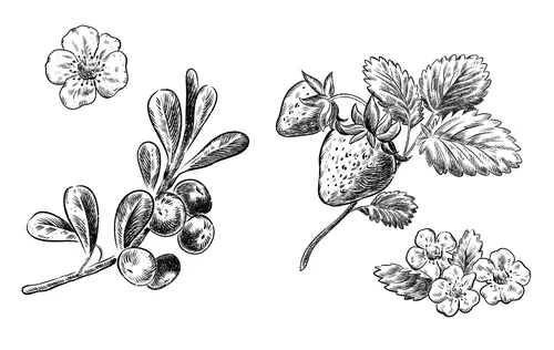 Detailed black and white sketches of berries with leaves and flowers