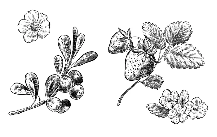 Detailed black and white sketches of berries with leaves and flowers