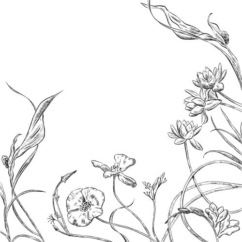 Line art of wildflowers and grasses in black and white