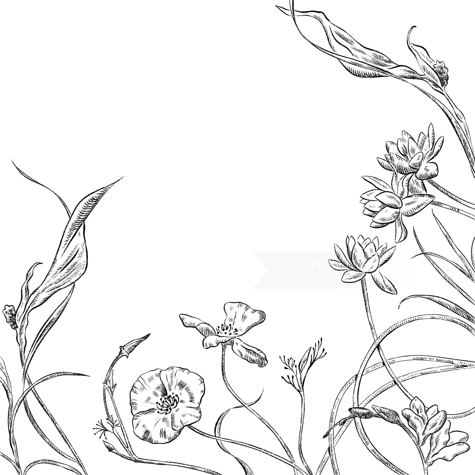 Line art of wildflowers and grasses in black and white