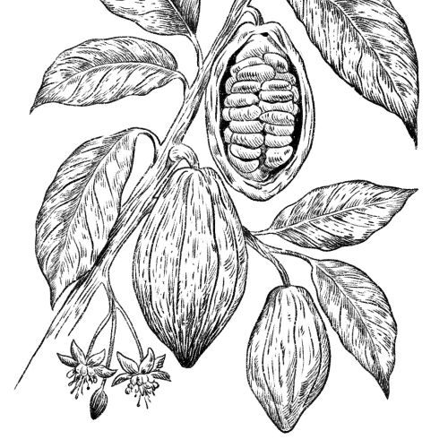 Black and white drawing of cacao pods and leaves by Julia Prokhotskaya