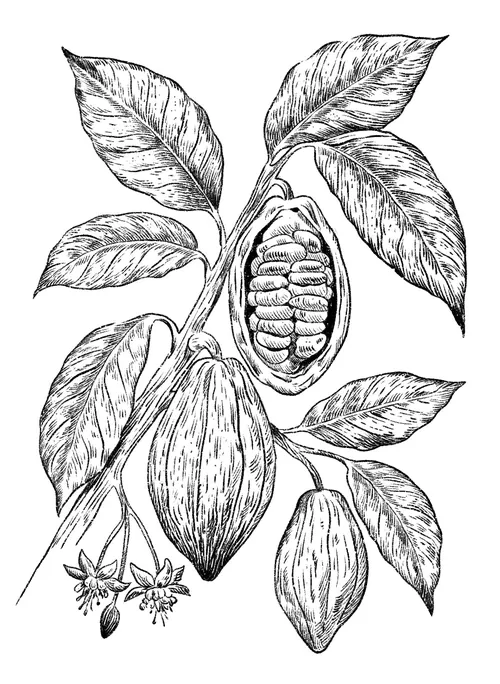 Black and white drawing of cacao pods and leaves by Julia Prokhotskaya