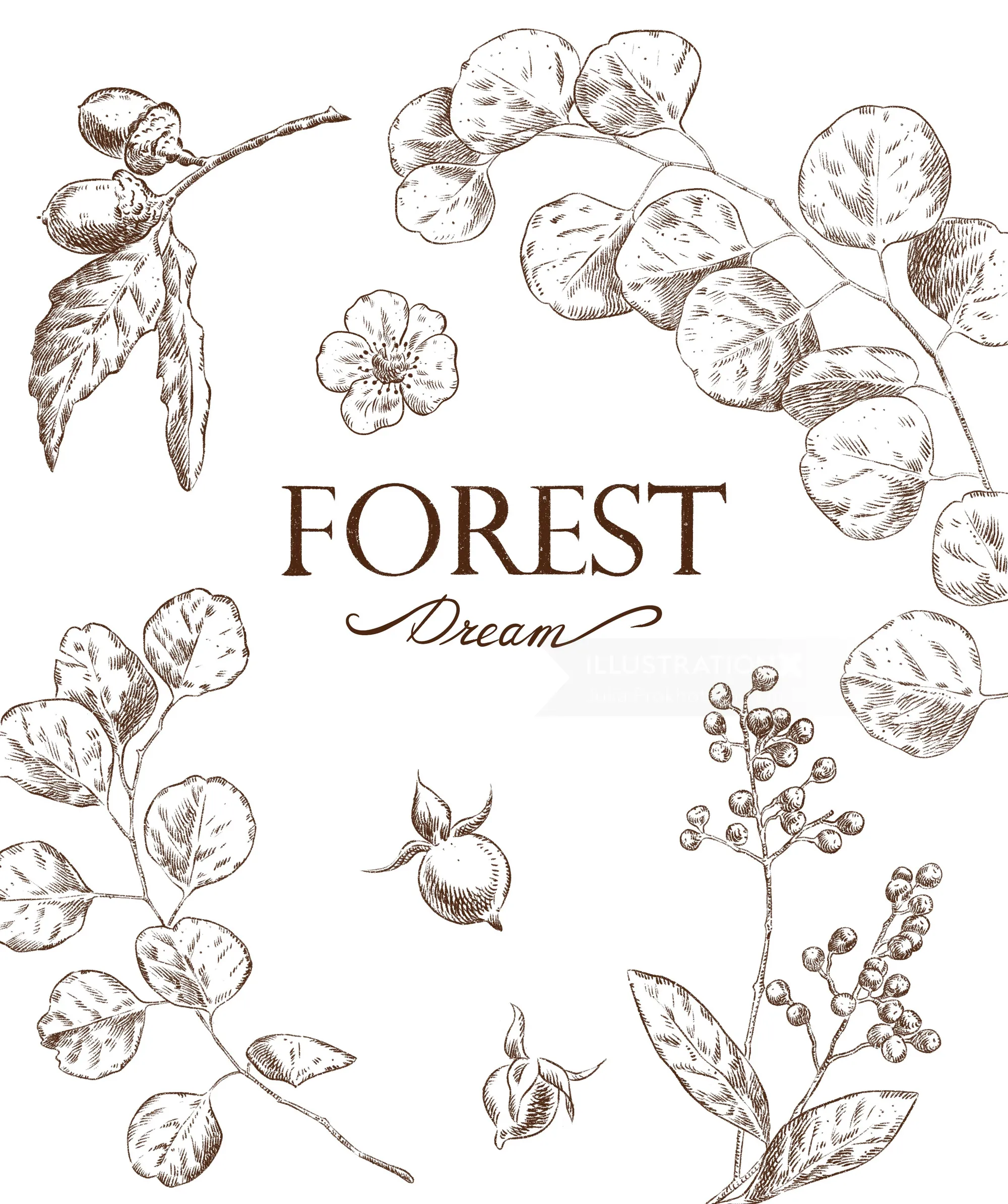Botanical line drawings with forest plants and berries, text Forest Dream, by Julia Prokhotskaya