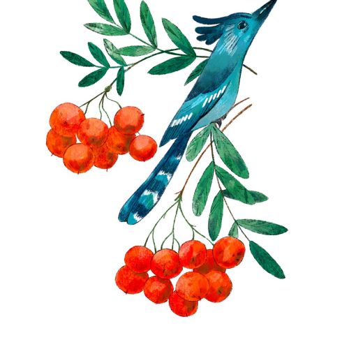 Blue bird perched on a branch with green leaves and red berries