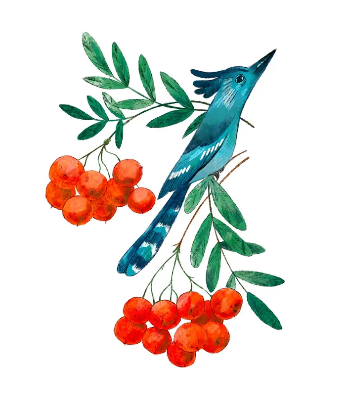 Blue bird perched on a branch with green leaves and red berries