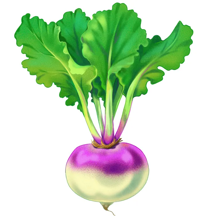 Watercolor turnip with green leaves illustration by Julia Prokhotskaya In Colour