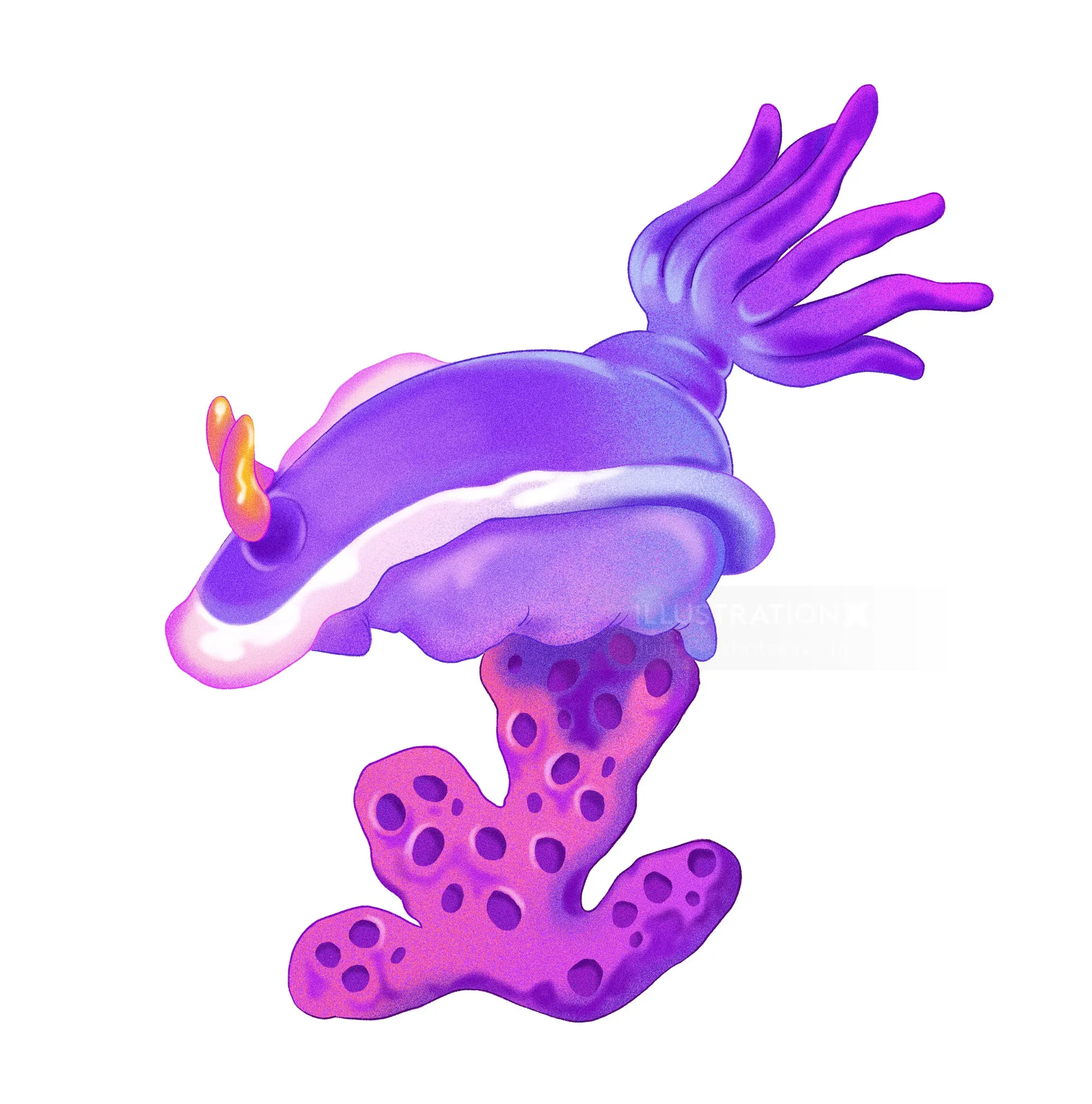Purple sea slug on coral by Julia Prokhotskaya