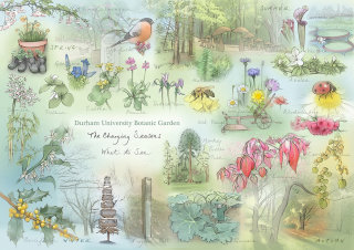Ilustração do mapa do 50º aniversário do Jardim Botânico da Universidade de Durham