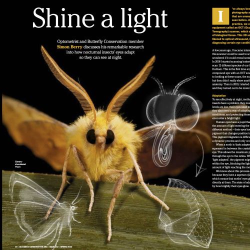 Close-up of moth on leaf with scientific diagrams showing eye adaptation