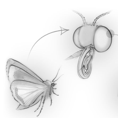 Illustration showing a moth, its compound eye, and eye section