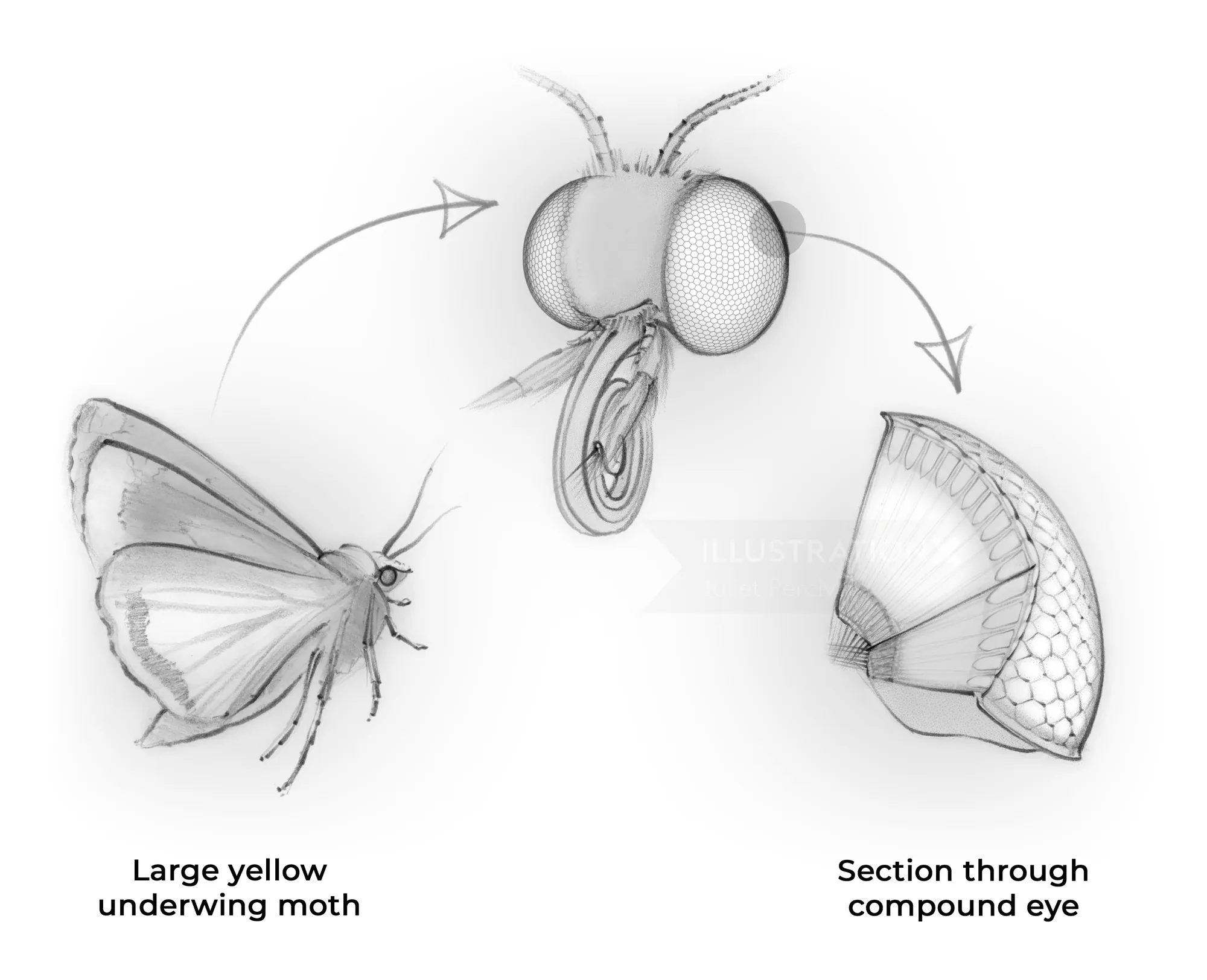 Illustration showing a moth, its compound eye, and eye section