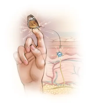 Illustration of Merkel cells connected to a butterfly on a fingertip