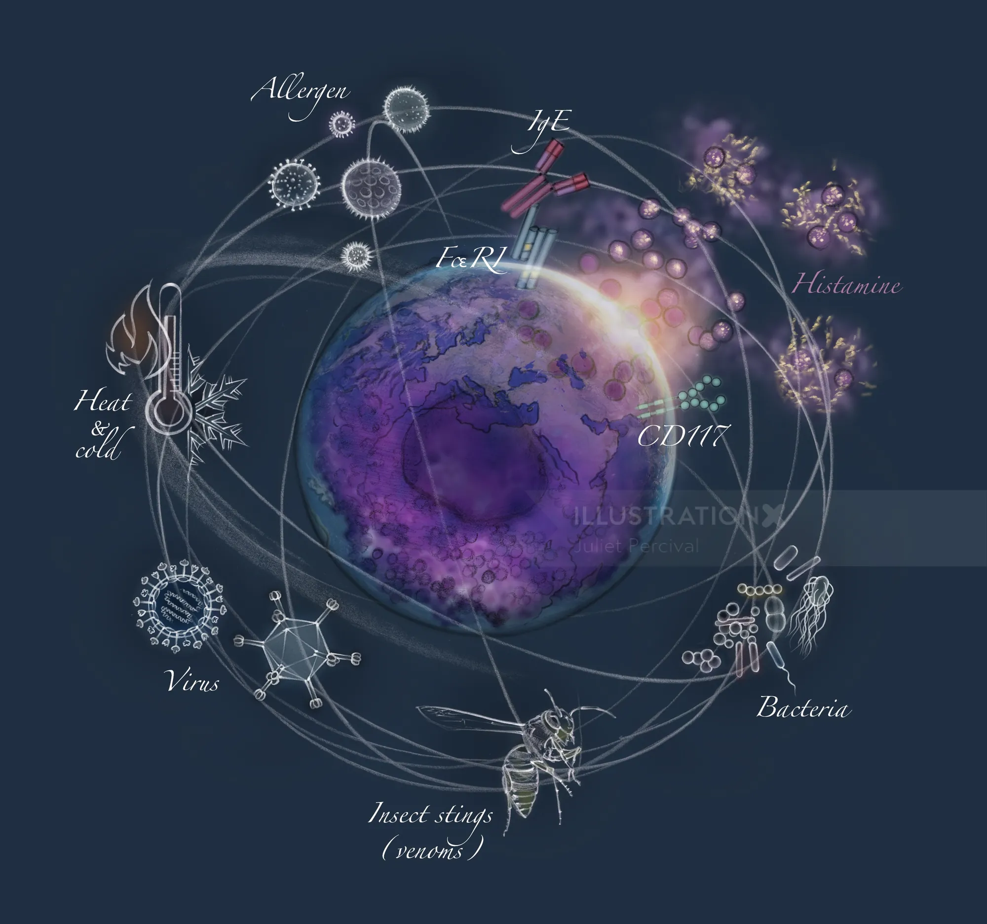 Illustration of a mast cell surrounded by labeled skin-related elements