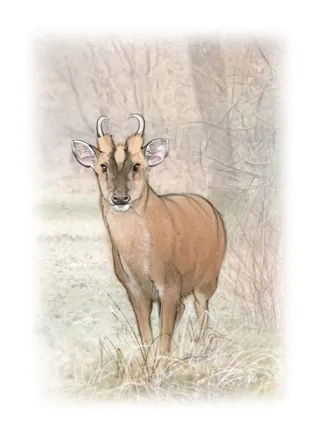 Illustration of a deer standing in a natural grassy area near trees